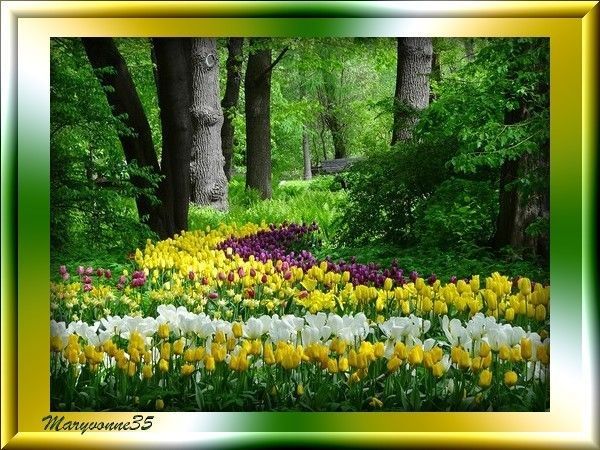 Le sous bois avec les tulipes