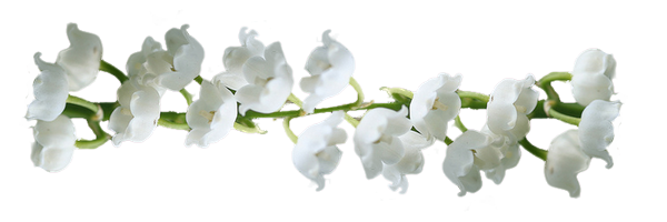 muguet.png